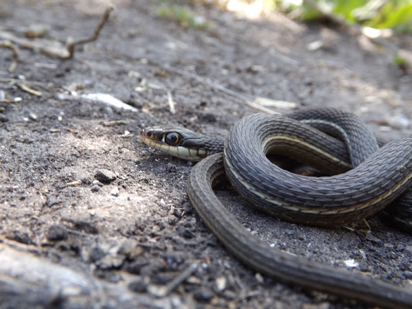 Peninsula Ribbon Snake | Project Noah