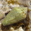 Conus mediterraneus