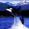 3D BIG Whale logo