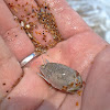 Atlantic Mole Crab