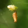 Cobweb Spider, female