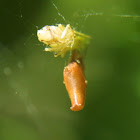 Cobweb Spider, female
