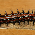 Variegated Fritillary Larva