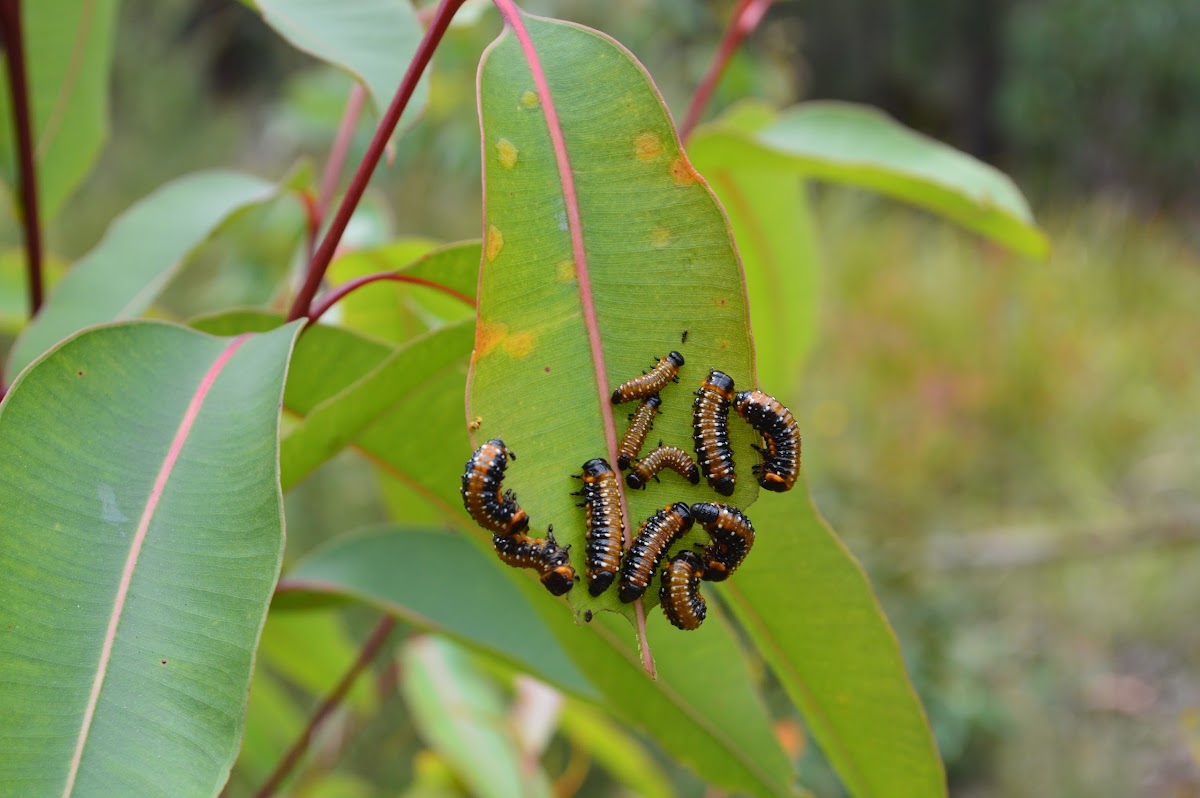 eucalyptus tortoise beetle (late instar larvae)