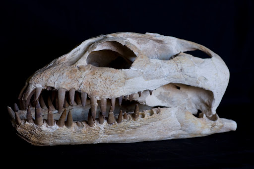 Zarafasaura Oceanis Google Arts Culture - 