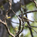 Chestnut-sided warbler