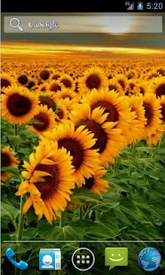 How to download Sunflower Live Wallpaper lastet apk for bluestacks