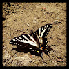 canadian tiger swallowtail