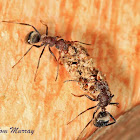 Compact Carpenter Ant