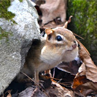 Eastern Chipmunk