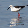 Black-winged Stilt