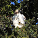 Red-tailed Hawk