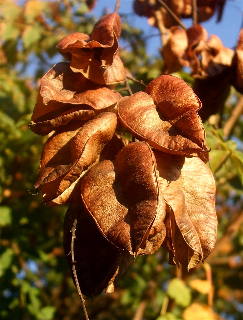 Goldenrain tree seed pods