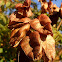 Goldenrain tree seed pods