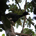 Great Curassow