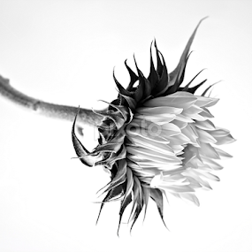 Pure by Chantal Bellefeuille - Flowers Single Flower