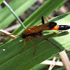 Thread-waisted Caterpillar Wasp
