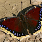 Mourning Cloak