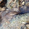 Flatworm at low tide