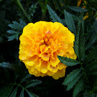 Yellow Marigold