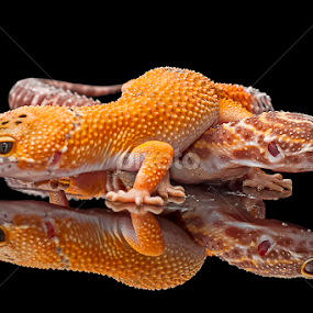 Move away, dude..!! by Aditya Permana - Animals Reptiles