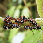 Treehopper nymphs