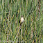 Marsh Warbler; Carricero Políglota