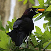 Common Grackle