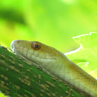 Yellow rat snake