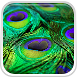 Peacock Feather Live Wallpaper Apk