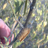 Praying mantis egg pod