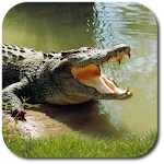 Wild Crocodile Simulator Apk