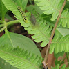 Red-eyed Dictyopharid, Caterpillar & Grasshopper