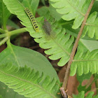 Red-eyed Dictyopharid, Caterpillar & Grasshopper