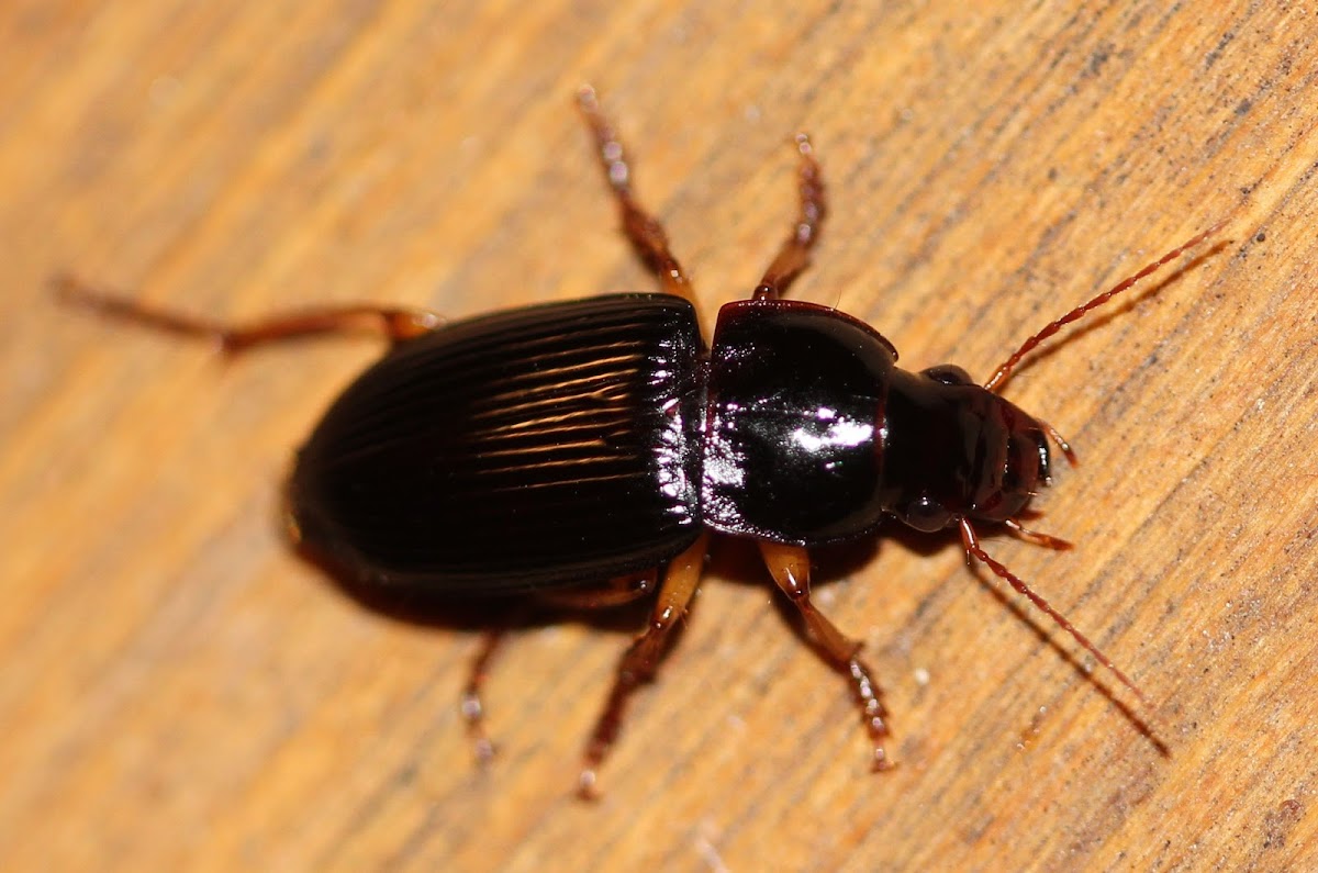 carabid beetle