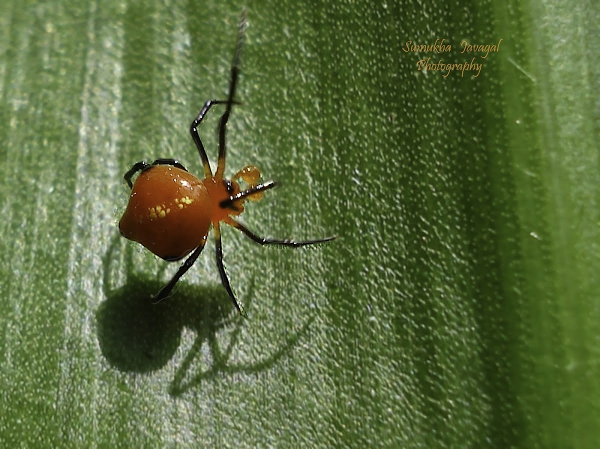 Orange Pearl Spider (Male)