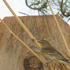 Yellow-rumped Warbler (female, Audubon's form)
