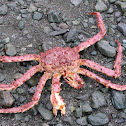 Red King Crab