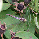 Common Green Darner dragonfly (female)