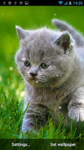 How to get Cat Live Wallpaper 1.6 unlimited apk for bluestacks