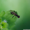 Black Scavenger Fly