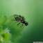 Black Scavenger Fly