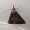 Noctuidae Moth