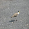 Masked Lapwing / Plover