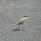 Masked Lapwing / Plover