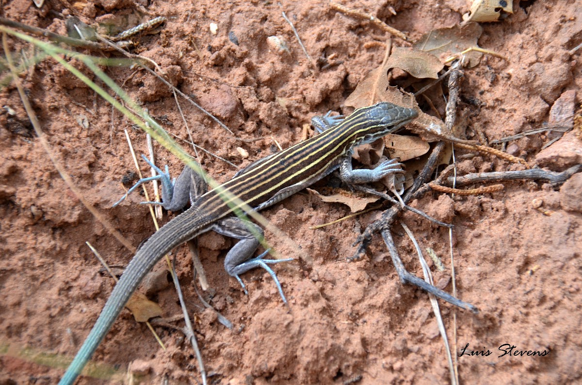 Plateau striped whiptail