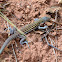 Plateau striped whiptail