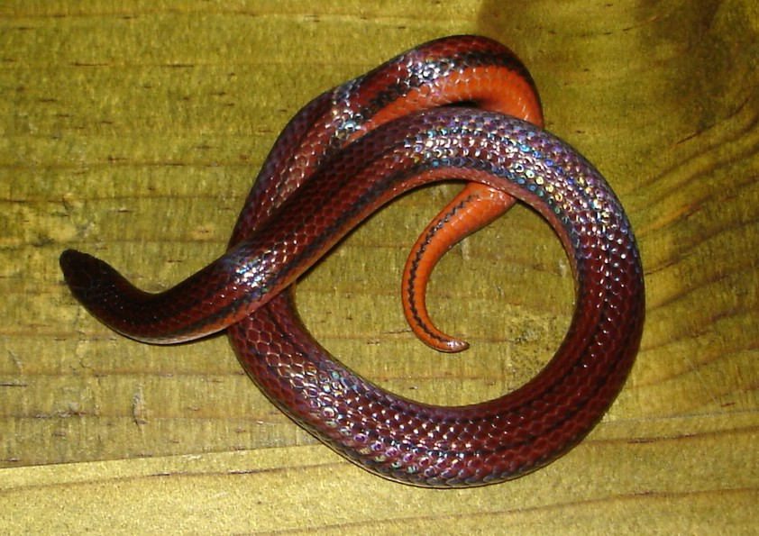 Middle American Burrowing Snake
