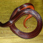 Middle American Burrowing Snake