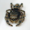 Daring jumping spider (immature)